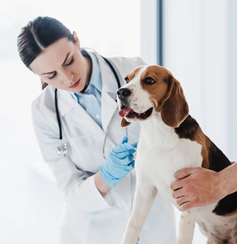 Köprüköy Veteriner